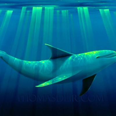 Basking Dolphin Painting