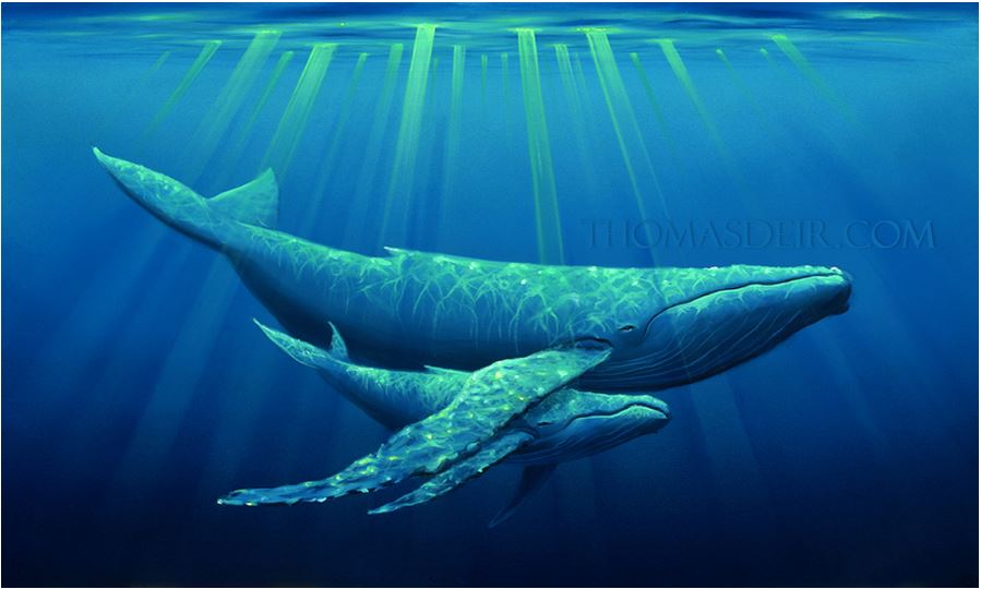 Hawaii whale painting of mother and calf