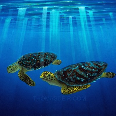 Hawaii sea turtles paintings Myrtle and Bert