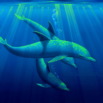 Trio of Tranquility Dolphin Painting